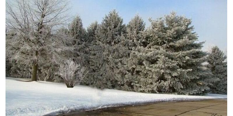 YARD AND GARDEN: Help your outdoor plants survive winter's chill