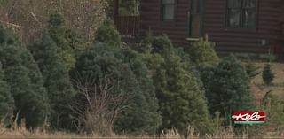 Christmas tree farms overcome dry summer & fall