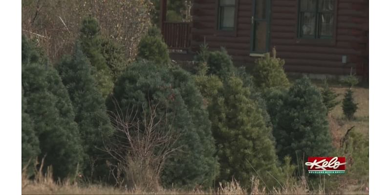 Christmas tree farms overcome dry summer & fall