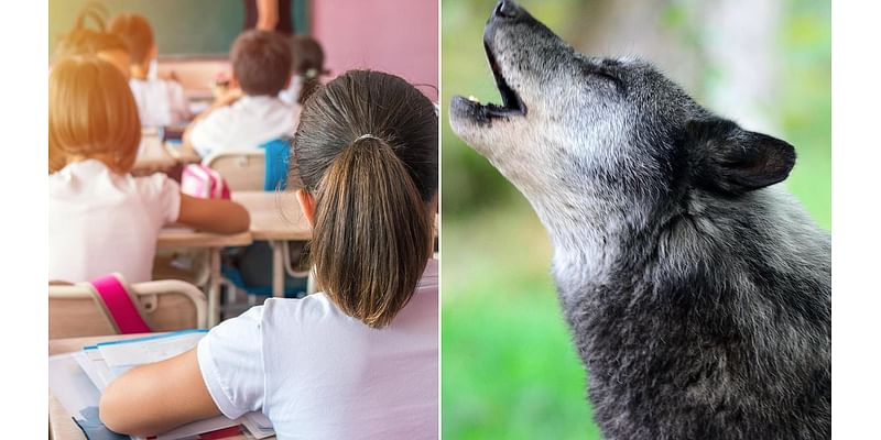 Now PRIMARY pupils identify as animals - second Scottish council confirms 'species dysphoria'