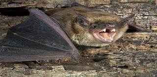 E. Coli Found In Water; Rabies-Infected Bat At Zoo: SoCal In Brief