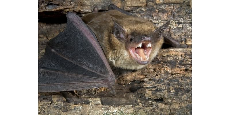 E. Coli Found In Water; Rabies-Infected Bat At Zoo: SoCal In Brief