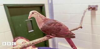 Rare pink pigeon baby hand-reared at zoo