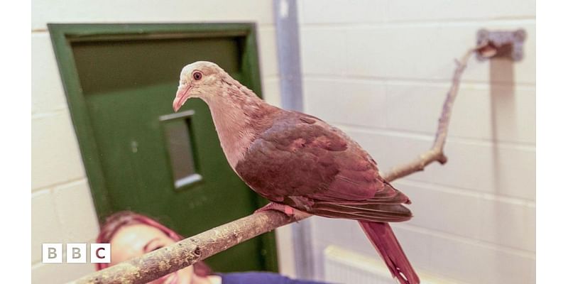 Rare pink pigeon baby hand-reared at zoo