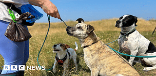 Jersey dog mess campaign aims to raise money for charity