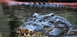 110-year-old? Bones to reveal age of world’s largest captive crocodile died in Australia