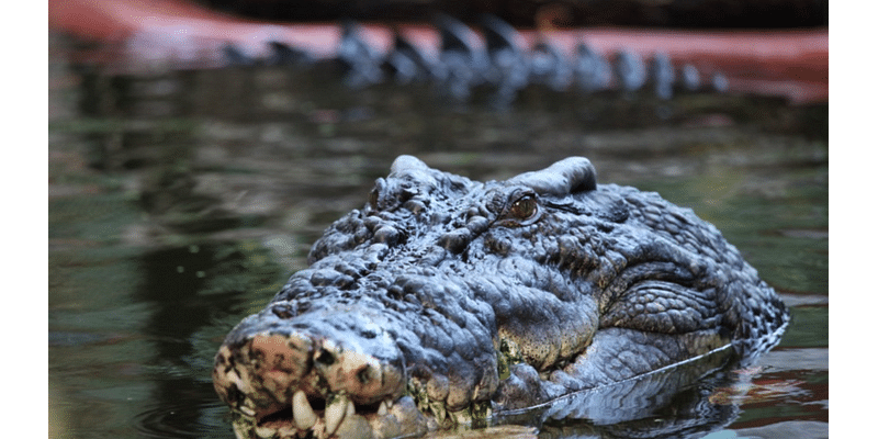 110-year-old? Bones to reveal age of world’s largest captive crocodile died in Australia