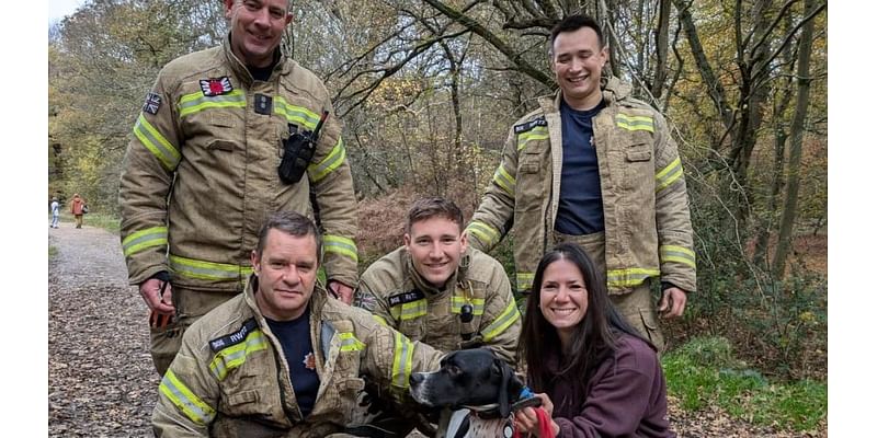 'Spooked' dog rescued after getting stuck in pipe