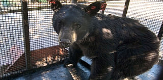 Mama bear, 3 cubs attack elderly man after crashing into his Colorado home