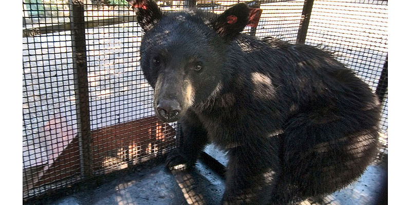 Mama bear, 3 cubs attack elderly man after crashing into his Colorado home