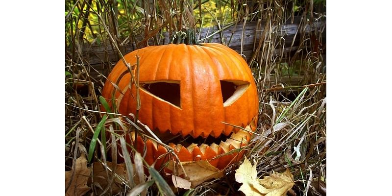 Where To Pick Pumpkins In Bethesda This Fall