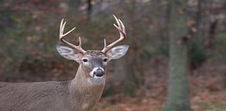 Southeast Minnesota State Parks to Host Gun Deer Hunts