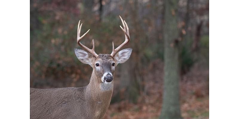 Southeast Minnesota State Parks to Host Gun Deer Hunts