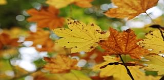 Fall color arrives in Portland forests, with peak foliage to come