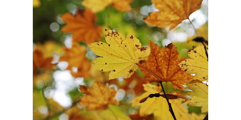 Fall color arrives in Portland forests, with peak foliage to come