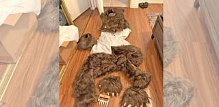 Suspects arrested for faking bear attacks with bear costume – NBC 6 South Florida