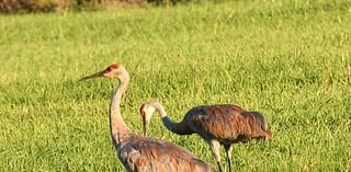 IVCC to offer a bus trip to wildlife refuge in Wisconsin