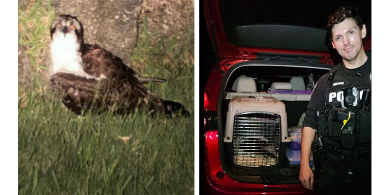 Melbourne Police Officer Helps Rescue Injured Osprey Friday Night