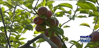 Erickson Orchards Opens Doors for Fall Season