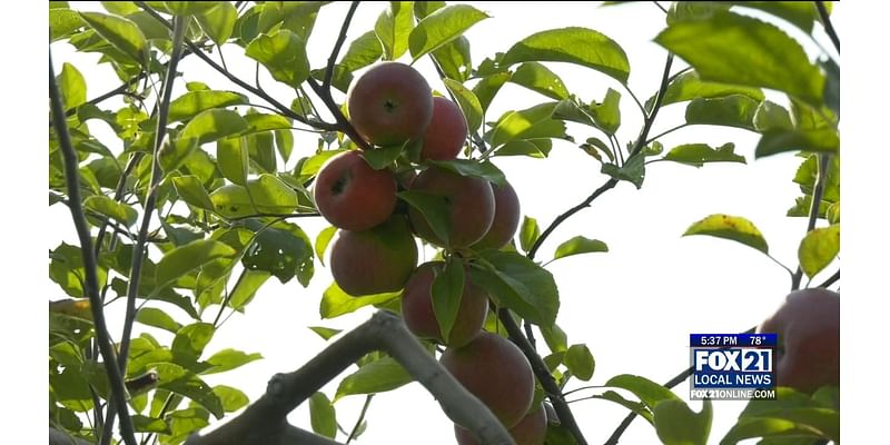 Erickson Orchards Opens Doors for Fall Season