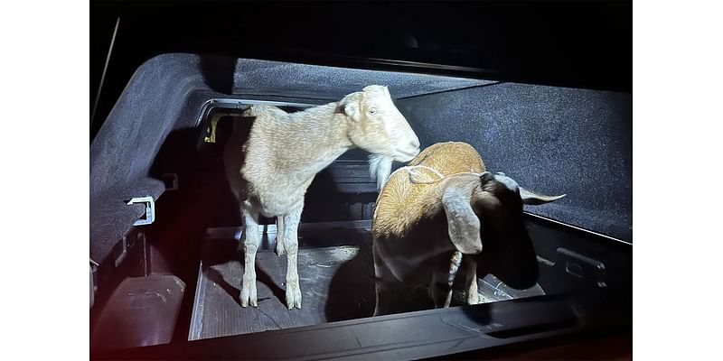 Day Around the Bay: Trio of Goats Returned Safely Home In Santa Rosa