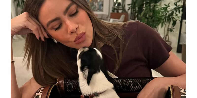 Sofia Vergara shows off design carrier case for her dog: 'Dolce baby'