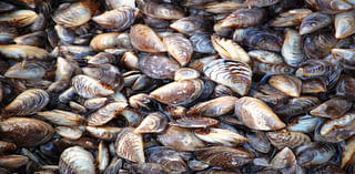 Idaho officials are finding fewer invasive quagga mussels – and dead fish – in Snake River