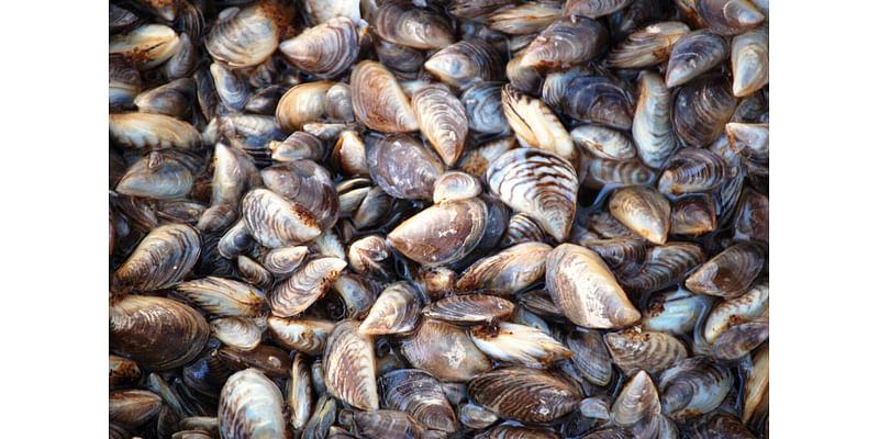 Idaho officials are finding fewer invasive quagga mussels – and dead fish – in Snake River