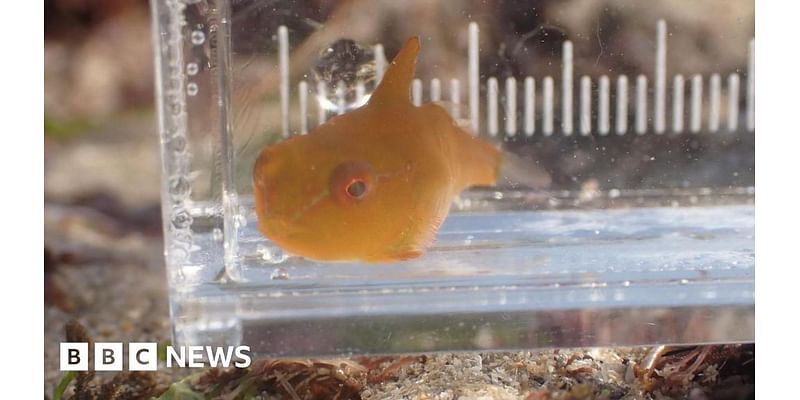 Rare lumpsucker spotted on Cornish coast