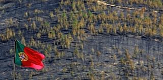 Portuguese league to plant 200 trees for every goal scored after wildfires