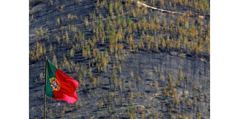 Portuguese league to plant 200 trees for every goal scored after wildfires