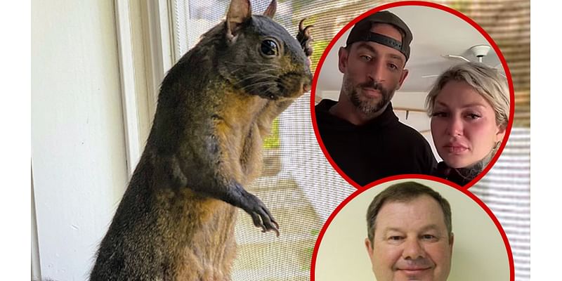 Peanut the Squirrel, Town Official Refuses to Call Governor 'Over Dead Squirrel'