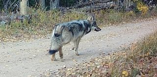 Colorado ranchers ask wildlife officials to delay next wolves release