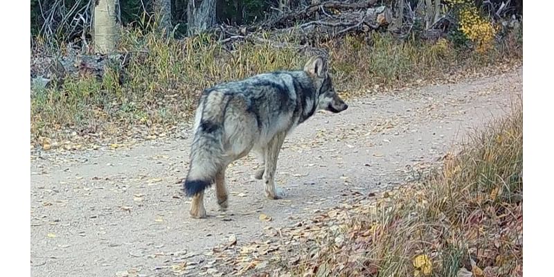 Colorado ranchers ask wildlife officials to delay next wolves release