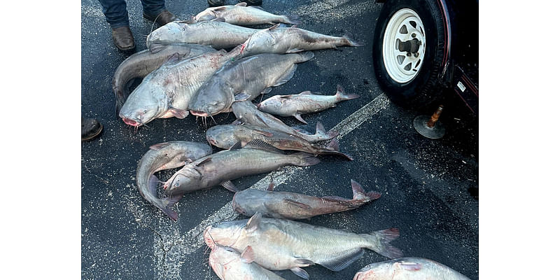 Catfish Trafficking Ring Busted in the South Allegedly Smuggled Trophy Cats into Pay Lakes and Across State Lines