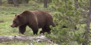 Hunter kills grizzly bear near Placid Lake