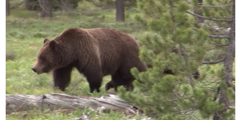 Hunter kills grizzly bear near Placid Lake