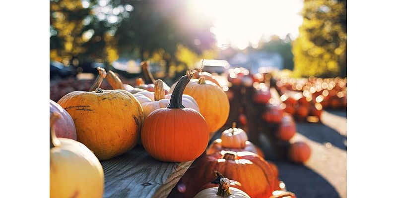 Here’s your guide to 6 anything-but-average pumpkin patches in the greater Austin area