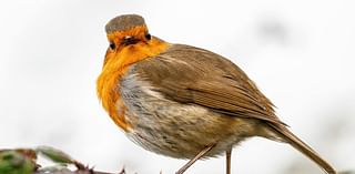 Robins caught in banned glue trap had 'horrific' death