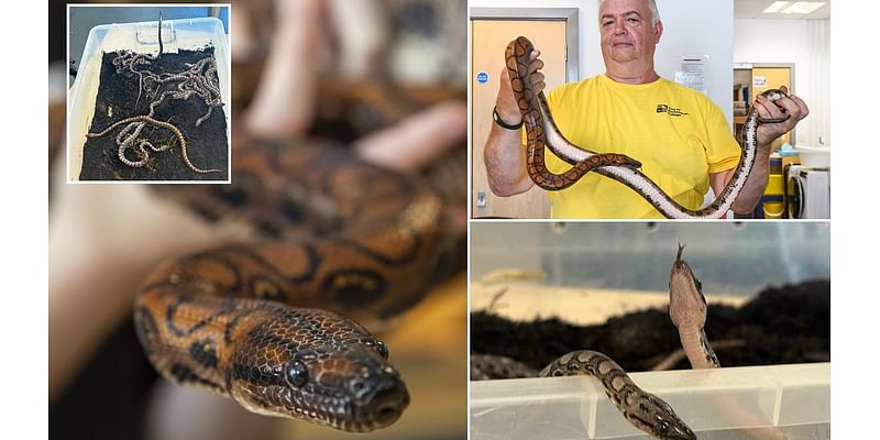 'Virgin' boa constrictor gives birth to 14 babies at a school in Portsmouth after becoming pregnant - without having sex with a male