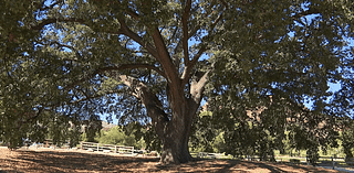 ‘Old Glory' oak tree in Stevenson Ranch named historic landmark