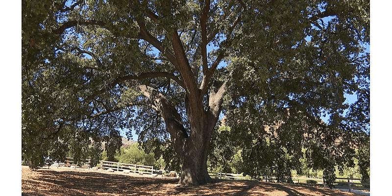 ‘Old Glory' oak tree in Stevenson Ranch named historic landmark