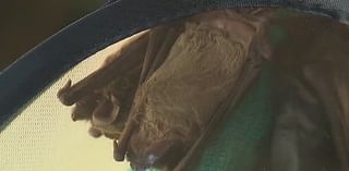 Bat found in San Marcos neighborhood tests positive for rabies