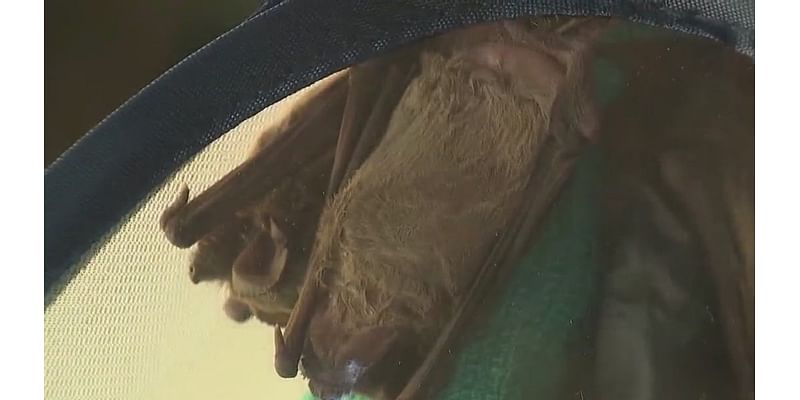 Bat found in San Marcos neighborhood tests positive for rabies