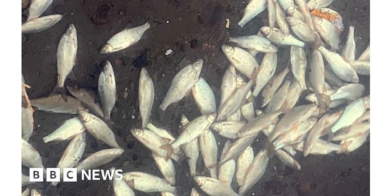 Hundreds of fish found dead in Linlithgow Loch