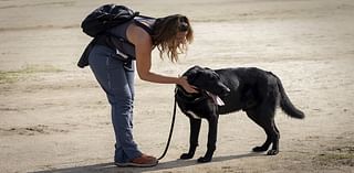 Valencia's pet victims: How dogs, cats and even an OSTRICH were found alone in flood-ravaged Spanish city as rescue team launches desperate bid to reunite them with owners