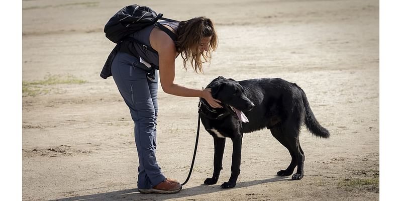 Valencia's pet victims: How dogs, cats and even an OSTRICH were found alone in flood-ravaged Spanish city as rescue team launches desperate bid to reunite them with owners