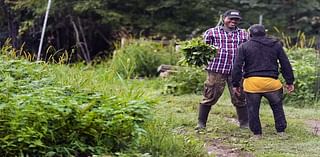 In New Hampshire, African refugees get a plot of their own to farm crops from home