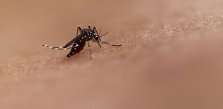 Health officials issue alert after dengue fever case reported in Pasco County