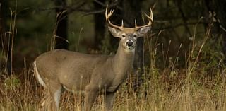 Omaha pizzeria offering venison as a topping during deer season